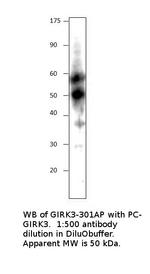 KCNJ2 Polyclonal Antibody