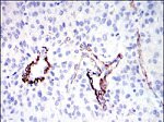 SAPAP1 Antibody in Immunohistochemistry (Paraffin) (IHC (P))