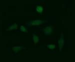 GLB1 Antibody in Immunocytochemistry (ICC/IF)