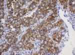 GLB1 Antibody in Immunohistochemistry (Paraffin) (IHC (P))