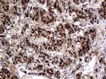 GLB1 Antibody in Immunohistochemistry (Paraffin) (IHC (P))
