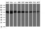 GLB1 Antibody in Western Blot (WB)