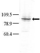 MAP4K3 Antibody in Western Blot (WB)