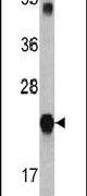 GLO1 Antibody in Western Blot (WB)