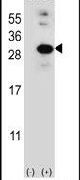 GLO1 Antibody in Western Blot (WB)