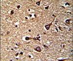 GLRX2 Antibody in Immunohistochemistry (IHC)