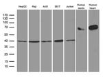 GLRX3 Antibody in Western Blot (WB)