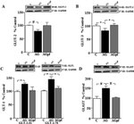 GLT-1 Antibody in Western Blot (WB)