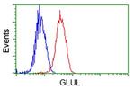 GLUL Antibody in Flow Cytometry (Flow)