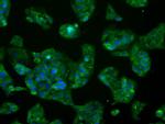 GLUL Antibody in Immunocytochemistry (ICC/IF)