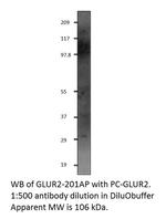 Glutamate Receptor 2 Polyclonal Antibody