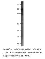 GRIK1 Polyclonal Antibody