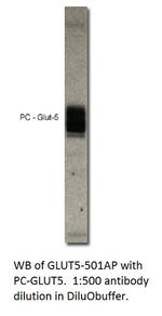Glucose transporter GLUT5 Polyclonal Antibody