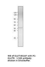 Glucose Transporter 8 Polyclonal Antibody