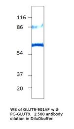 GLUT9 Polyclonal Antibody