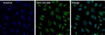GM130 Polyclonal Antibody, Alexa Fluor™ 488