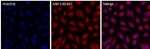 GM130 Polyclonal Antibody, Alexa Fluor™ 647