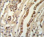 GMNN Antibody in Immunohistochemistry (IHC)