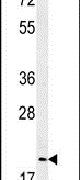 GMNN Antibody in Western Blot (WB)