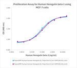 PeproGMP® Human Heregulin beta-1 Protein in Bioactivity (Bioactivity)