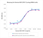 PeproGMP® Human FGF-7 (KGF) Protein in Bioactivity (Bioactivity)