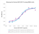 PeproGMP® Human FGF-7 (KGF) Protein in Bioactivity (Bioactivity)