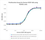 PeproGMP® Human VEGF-165 Protein in Bioactivity (Bioactivity)