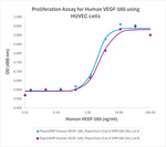 PeproGMP® Human VEGF-165 Protein in Bioactivity (Bioactivity)