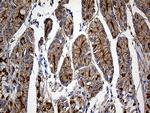 GNA14 Antibody in Immunohistochemistry (Paraffin) (IHC (P))