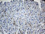 GNA14 Antibody in Immunohistochemistry (Paraffin) (IHC (P))