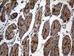 GNA14 Antibody in Immunohistochemistry (Paraffin) (IHC (P))