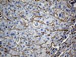 GNA14 Antibody in Immunohistochemistry (Paraffin) (IHC (P))