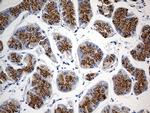 GNA14 Antibody in Immunohistochemistry (Paraffin) (IHC (P))