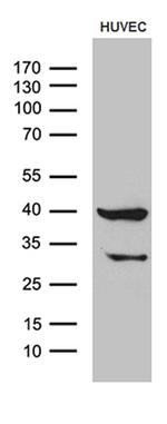GNA14 Antibody in Western Blot (WB)
