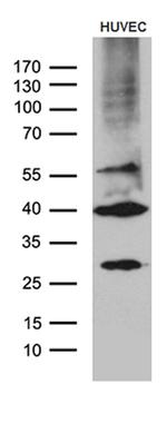 GNA14 Antibody in Western Blot (WB)