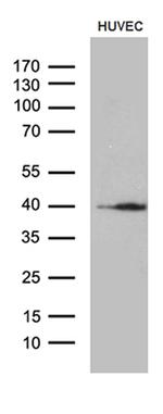 GNA14 Antibody in Western Blot (WB)