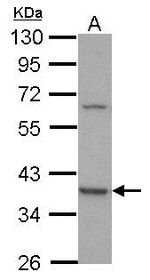 GNAQ Antibody in Western Blot (WB)