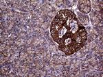 GNAS Antibody in Immunohistochemistry (Paraffin) (IHC (P))
