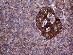 GNAS Antibody in Immunohistochemistry (Paraffin) (IHC (P))