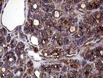 GNAS Antibody in Immunohistochemistry (Paraffin) (IHC (P))