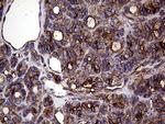 GNAS Antibody in Immunohistochemistry (Paraffin) (IHC (P))