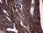 GNAS Antibody in Immunohistochemistry (Paraffin) (IHC (P))