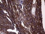 GNAS Antibody in Immunohistochemistry (Paraffin) (IHC (P))
