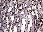 GNAS Antibody in Immunohistochemistry (Paraffin) (IHC (P))
