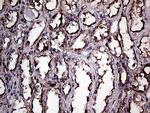 GNAS Antibody in Immunohistochemistry (Paraffin) (IHC (P))