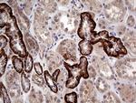 GNAS Antibody in Immunohistochemistry (Paraffin) (IHC (P))