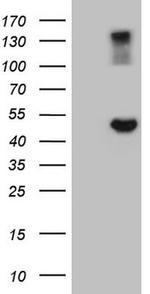GNAS Antibody in Western Blot (WB)