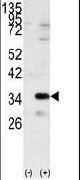 RACK1 Antibody in Western Blot (WB)