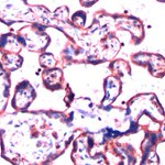 GNB2 Antibody in Immunohistochemistry (IHC)