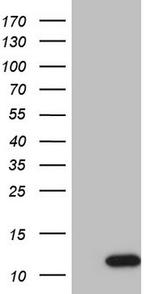 GNG7 Antibody in Western Blot (WB)